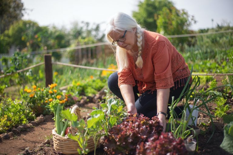 Ja, sla uit eigen tuin #moestuintje #salade