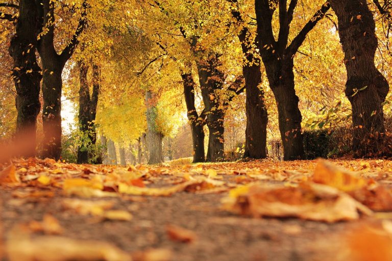 Eenvoudig herfst knutselen met kinderen