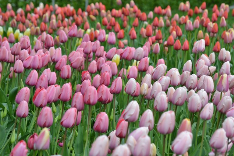 Lente #genieten
