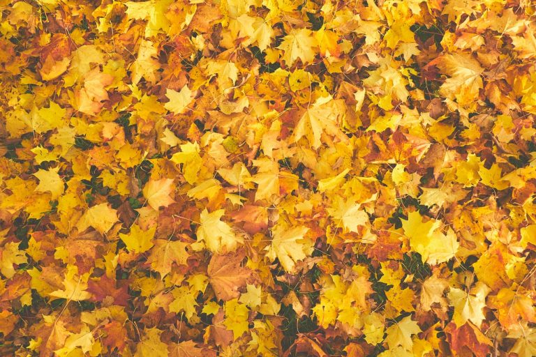 Herfst bladeren #verven